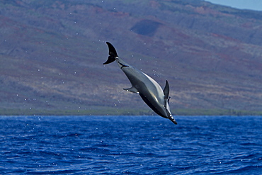 Hawaiian Spinner Dolphin (Stenella longirostris) spinning, possibly to dislodge attached remoras, Lanai, Hawaii, USA, Pacific Ocean