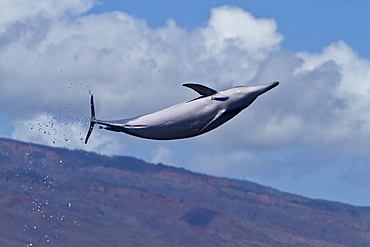 Hawaiian Spinner Dolphin (Stenella longirostris) spinning, possibly to dislodge attached remoras, Lanai, Hawaii, USA, Pacific Ocean