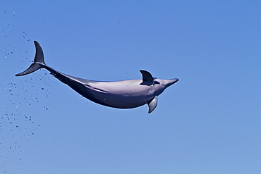 Hawaiian Spinner Dolphin (Stenella longirostris) spinning, possibly to dislodge attached remoras, Lanai, Hawaii, USA, Pacific Ocean