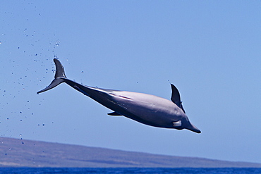 Hawaiian Spinner Dolphin (Stenella longirostris) spinning, possibly to dislodge attached remoras, Lanai, Hawaii, USA, Pacific Ocean