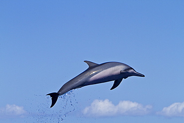 Hawaiian Spinner Dolphin (Stenella longirostris) spinning, possibly to dislodge attached remoras, Lanai, Hawaii, USA, Pacific Ocean