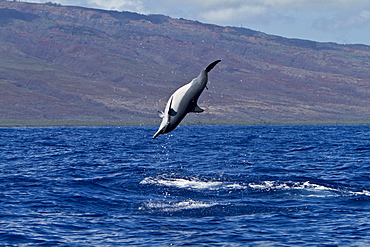 Hawaiian Spinner Dolphin (Stenella longirostris) spinning, possibly to dislodge attached remoras, Lanai, Hawaii, USA, Pacific Ocean