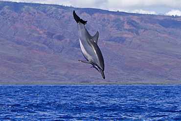 Hawaiian Spinner Dolphin (Stenella longirostris) spinning, possibly to dislodge attached remoras, Lanai, Hawaii, USA, Pacific Ocean