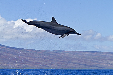 Hawaiian Spinner Dolphin (Stenella longirostris) spinning, possibly to dislodge attached remoras, Lanai, Hawaii, USA, Pacific Ocean