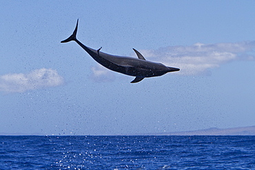 Hawaiian Spinner Dolphin (Stenella longirostris) spinning, possibly to dislodge attached remoras, Lanai, Hawaii, USA, Pacific Ocean