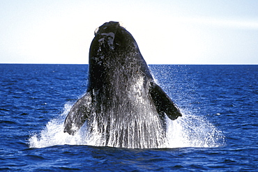 Adult Southern Right Whale (Eubalaena australis) breaching in Golfo Nuevo, Patagonia, Argentina. Southern Atlantic Ocean.
(Resolution Restricted - pls contact us)