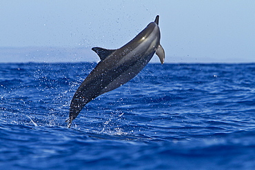 Hawaiian Spinner Dolphin (Stenella longirostris) spinning, possibly to dislodge attached remoras, Lanai, Hawaii, USA, Pacific Ocean