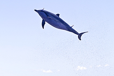 Hawaiian Spinner Dolphin (Stenella longirostris) spinning, possibly to dislodge attached remoras, Lanai, Hawaii, USA, Pacific Ocean