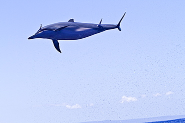 Hawaiian Spinner Dolphin (Stenella longirostris) spinning, possibly to dislodge attached remoras, Lanai, Hawaii, USA, Pacific Ocean