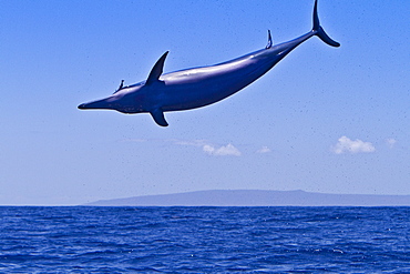 Hawaiian Spinner Dolphin (Stenella longirostris) spinning, possibly to dislodge attached remoras, Lanai, Hawaii, USA, Pacific Ocean