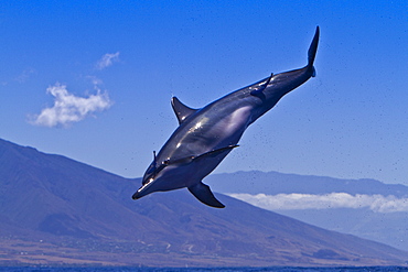 Hawaiian Spinner Dolphin (Stenella longirostris) spinning, possibly to dislodge attached remoras, Lanai, Hawaii, USA, Pacific Ocean