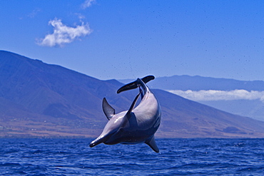 Hawaiian Spinner Dolphin (Stenella longirostris) spinning, possibly to dislodge attached remoras, Lanai, Hawaii, USA, Pacific Ocean