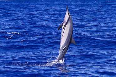 Hawaiian Spinner Dolphin (Stenella longirostris) spinning, possibly to dislodge attached remoras, Lanai, Hawaii, USA, Pacific Ocean