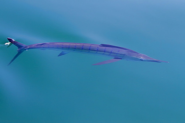 An adult striped marlin (Tetrapturus audax) swimming slowly at the surface in the midriff region of the Gulf of California (Sea of Cortez), Baja California Norte, Mexico