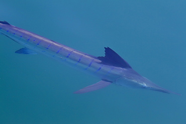 An adult striped marlin (Tetrapturus audax) swimming slowly at the surface in the midriff region of the Gulf of California (Sea of Cortez), Baja California Norte, Mexico