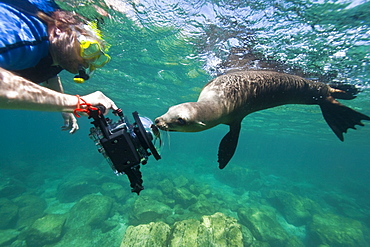 California sea lion (Zalophus californianus) underwater at Los Islotes (the islets) just outside of La Paz, Baja California Sur in the Gulf of California (Sea of Cortez), Mexico.