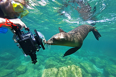 California sea lion (Zalophus californianus) underwater at Los Islotes (the islets) just outside of La Paz, Baja California Sur in the Gulf of California (Sea of Cortez), Mexico.