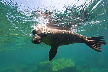 California sea lion (Zalophus californianus) underwater at Los Islotes (the islets) just outside of La Paz, Baja California Sur in the Gulf of California (Sea of Cortez), Mexico.