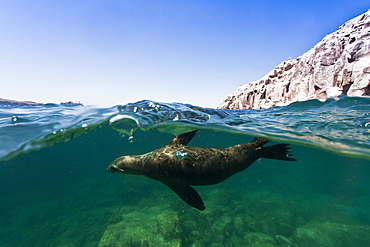 California sea lion (Zalophus californianus) underwater at Los Islotes (the islets) just outside of La Paz, Baja California Sur in the Gulf of California (Sea of Cortez), Mexico.