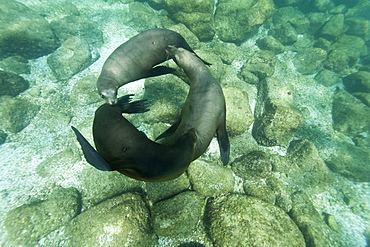 California sea lion (Zalophus californianus) underwater at Los Islotes (the islets) just outside of La Paz, Baja California Sur in the Gulf of California (Sea of Cortez), Mexico.