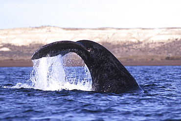 Adult Southern Right Whale (Eubalaena australis) fluke-up dive in Golfo Nuevo, Patagonia, Argentina.