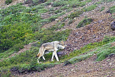 Adult gray wolf (Canis lupus),  in Denali National Park, Alaska, USA