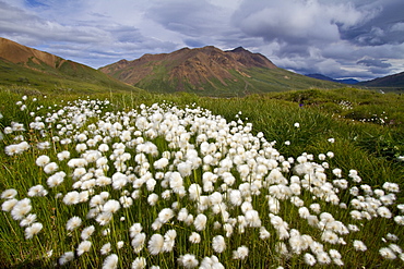 A large stand of Arctic cotton (Eriophorum callitrix) in Denali National Park, Alsaka, USA