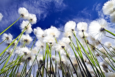 A large stand of Arctic cotton (Eriophorum callitrix) in Denali National Park, Alsaka, USA