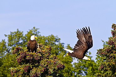 Mated bald eagle (Haliaeetus leucocephalus) pair on nestj near the Brooks River in Katmai National Park, Alaska, USA. Pacific Ocean