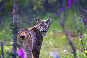 Adult Canada lynx (Lynx canadensis) in Denali National Park, Alaska, USA