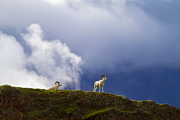 Adult Dall sheep (Ovis dalli) in Denali National Park, Alaska, USA