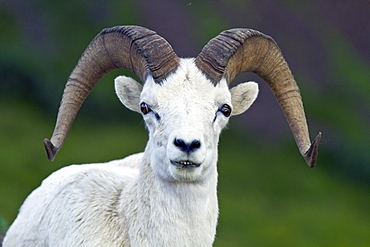 Adult Dall sheep (Ovis dalli) in Denali National Park, Alaska, USA