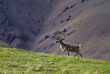 Adult caribou (Rangifer tarandus) in Denali National Park, Alaska, USA