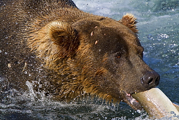 Adult brown bear (Ursus arctos) foraging for salmon at the Brooks River in Katmai National Park near Bristol Bay, Alaska, USA, Pacific Ocean