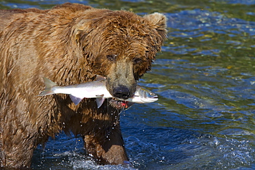 Adult brown bear (Ursus arctos) foraging for salmon at the Brooks River in Katmai National Park near Bristol Bay, Alaska, USA, Pacific Ocean