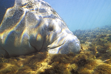 Adult West Indian Manatee (Trichechus manatus) foraging in Homosassa Springs, Florida, USA.
(Restricted Resolution - pls contact us)