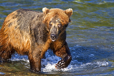 Adult brown bear (Ursus arctos) foraging for salmon at the Brooks River in Katmai National Park near Bristol Bay, Alaska, USA, Pacific Ocean