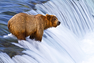 Adult brown bear (Ursus arctos) foraging for salmon at the Brooks River in Katmai National Park near Bristol Bay, Alaska, USA, Pacific Ocean