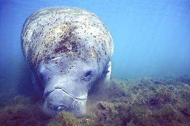 Adult West Indian Manatee (Trichechus manatus) foraging in Homosassa Springs, Florida, USA. 
(Restricted Resolution - pls contact us)