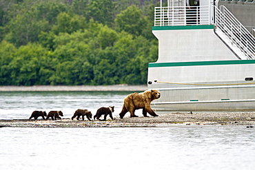 Adult brown bear (Ursus arctos) sow with 4 COY (cubs-of-the-year) at the Brooks River in Katmai National Park near Bristol Bay, Alaska, USA. Pacific Ocean