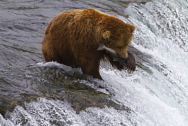 Adult brown bear (Ursus arctos) foraging for salmon at the Brooks River in Katmai National Park near Bristol Bay, Alaska, USA, Pacific Ocean