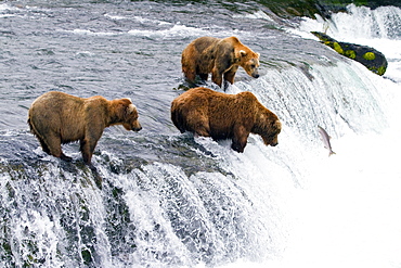 Adult brown bear (Ursus arctos) foraging for salmon at the Brooks River in Katmai National Park near Bristol Bay, Alaska, USA, Pacific Ocean