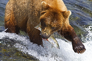 Adult brown bear (Ursus arctos) foraging for salmon at the Brooks River in Katmai National Park near Bristol Bay, Alaska, USA, Pacific Ocean