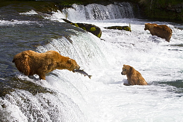 Adult brown bear (Ursus arctos) foraging for salmon at the Brooks River in Katmai National Park near Bristol Bay, Alaska, USA, Pacific Ocean