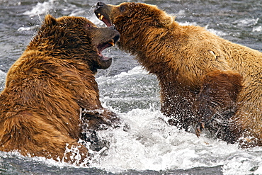 Adult brown bear (Ursus arctos) foraging for salmon at the Brooks River in Katmai National Park near Bristol Bay, Alaska, USA, Pacific Ocean