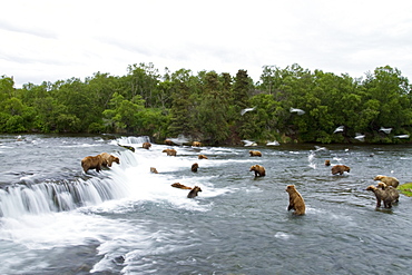 A view from the Park Service platform where adult brown bear (Ursus arctos) forage for salmon at the Brooks River in Katmai National Park near Bristol Bay, Alaska, USA. Pacific Ocean