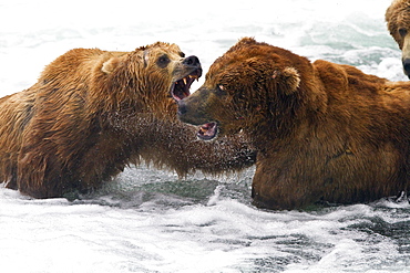 Adult brown bear (Ursus arctos) foraging for salmon at the Brooks River in Katmai National Park near Bristol Bay, Alaska, USA, Pacific Ocean