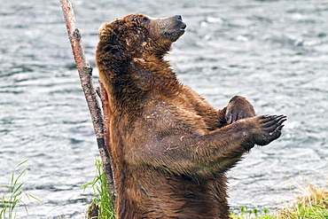 Adult brown bear (Ursus arctos) scratching its back on a tree at the Brooks River in Katmai National Park near Bristol Bay, Alaska, USA. Pacific Ocean