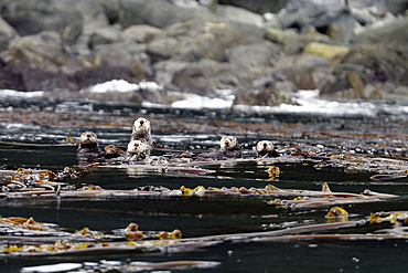 Sea Otter (Enhydra lutris) group swimming in kelp, Southeast Alaska, USA.