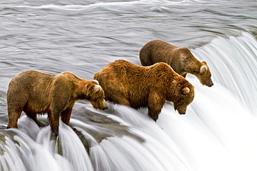 Adult brown bear (Ursus arctos) foraging for salmon at the Brooks River in Katmai National Park near Bristol Bay, Alaska, USA, Pacific Ocean